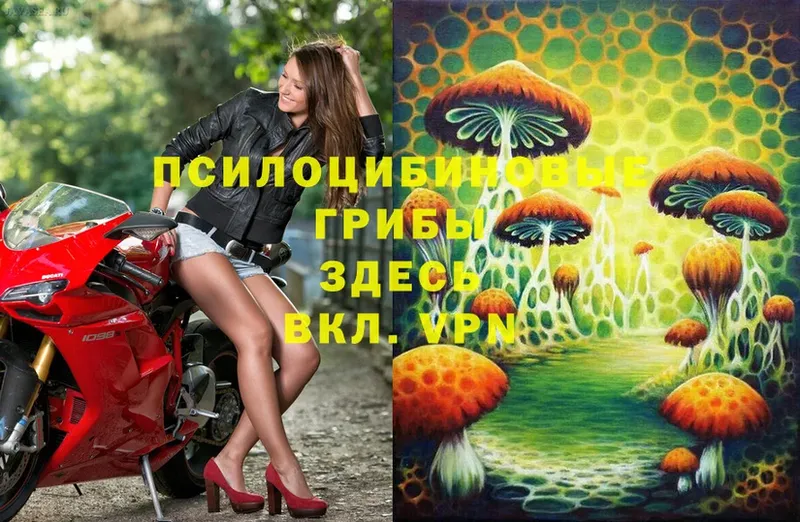 Псилоцибиновые грибы Magic Shrooms  МЕГА tor  Красноармейск  сколько стоит 