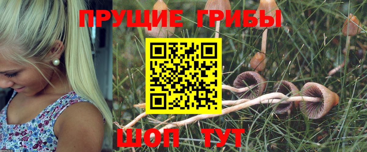 Красноармейск  Галлюциногенные грибы Psilocybe  Галлюциногенные грибы Psilocybe  Вход с VPN 